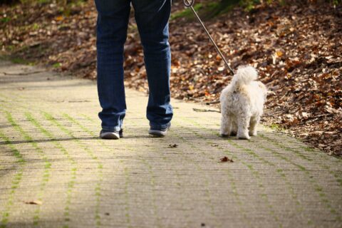 毎日帰宅後は犬と散歩をするのが日課です。近所を散策することがほとんどですが、とてもリラックスした時間を過ごせます。