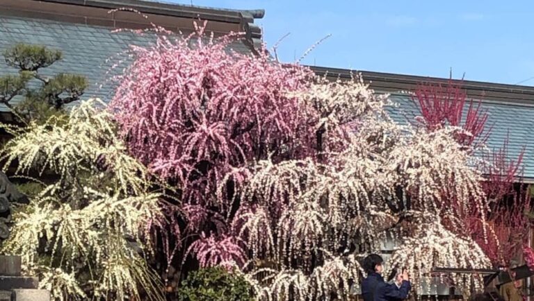 梅の花