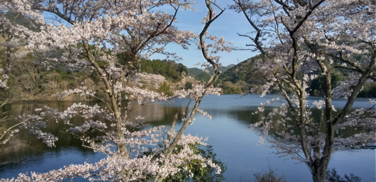 桜🌸