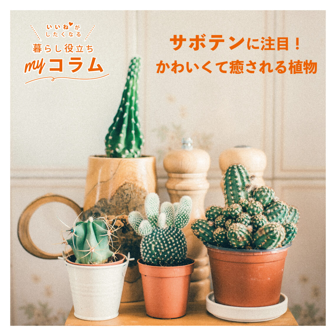 サボテンに注目🌵かわいくて癒される植物