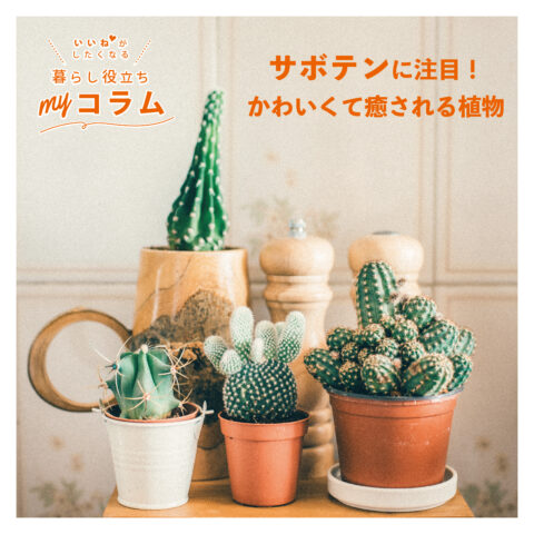 サボテンに注目🌵かわいくて癒される植物