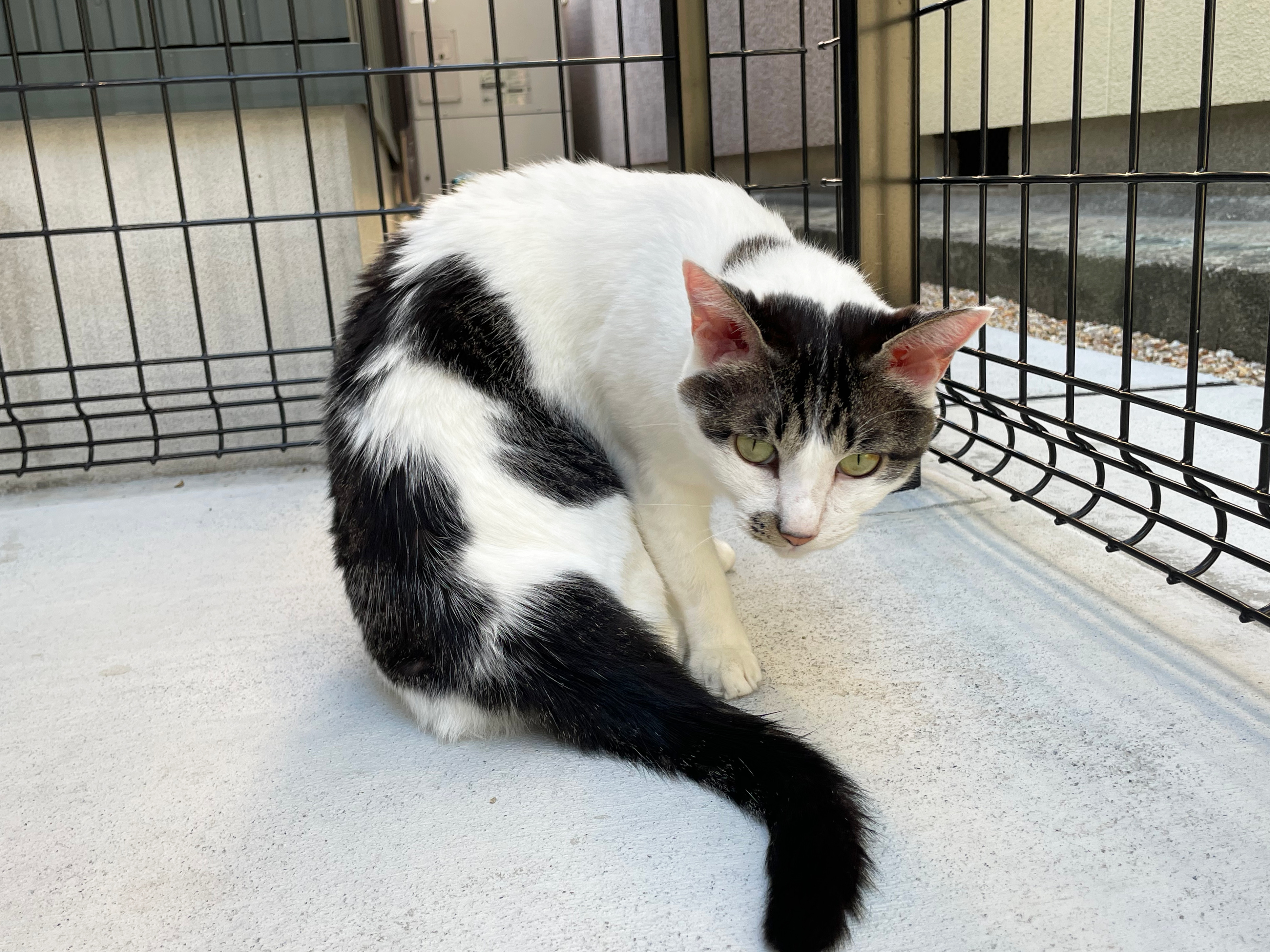愛猫と暮らすたっぷり収納&キャットウォークのある平屋