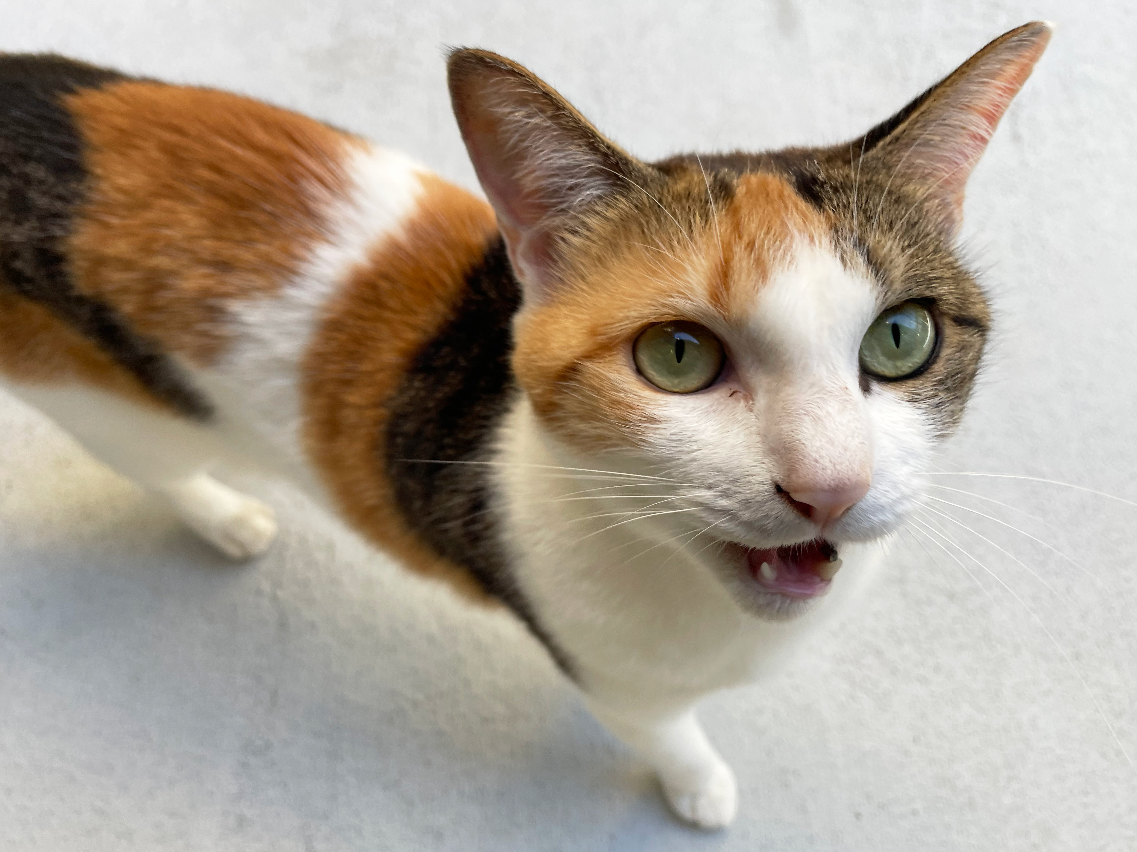 愛猫と暮らすたっぷり収納&キャットウォークのある平屋