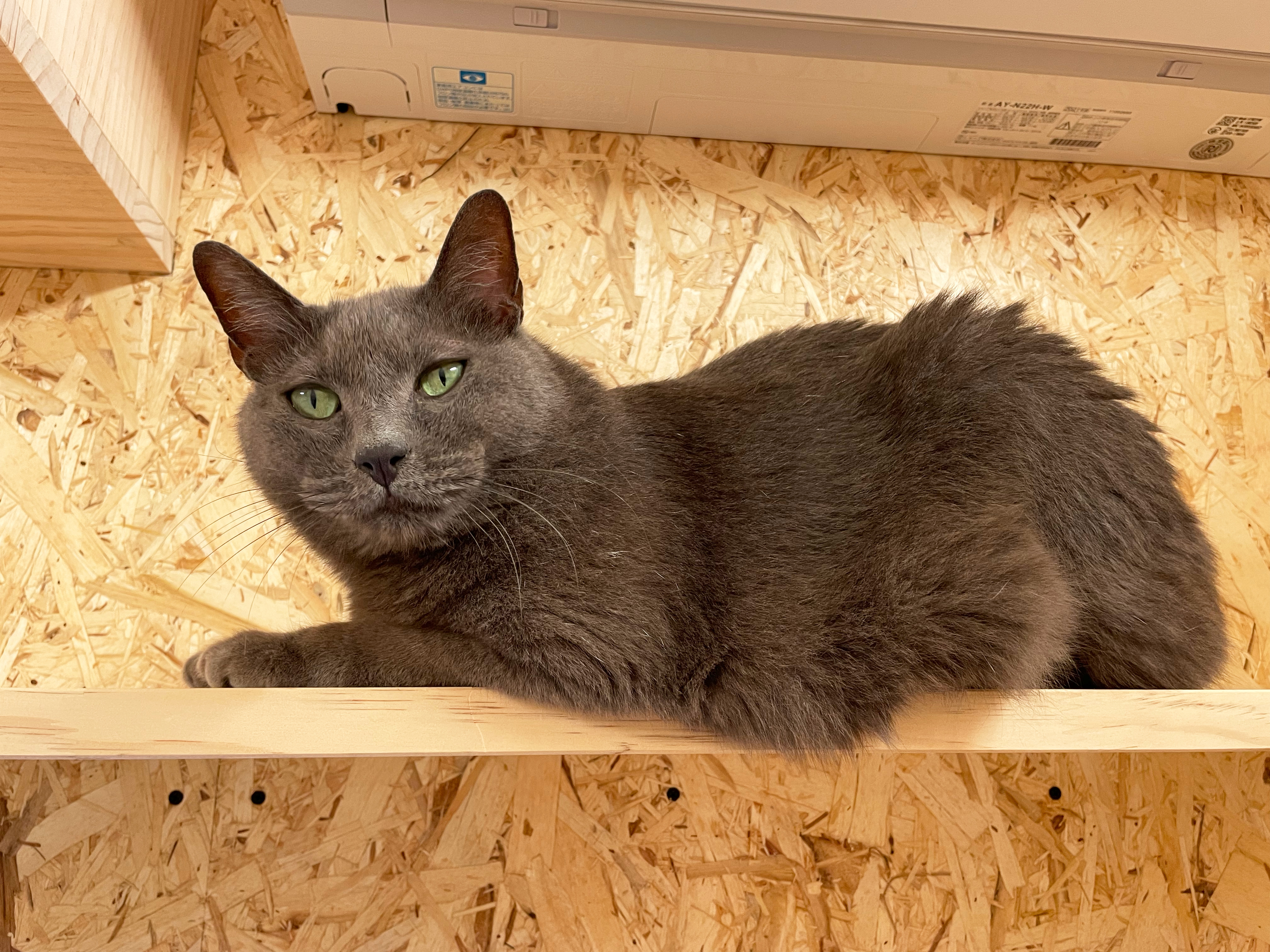 愛猫と暮らすたっぷり収納&キャットウォークのある平屋