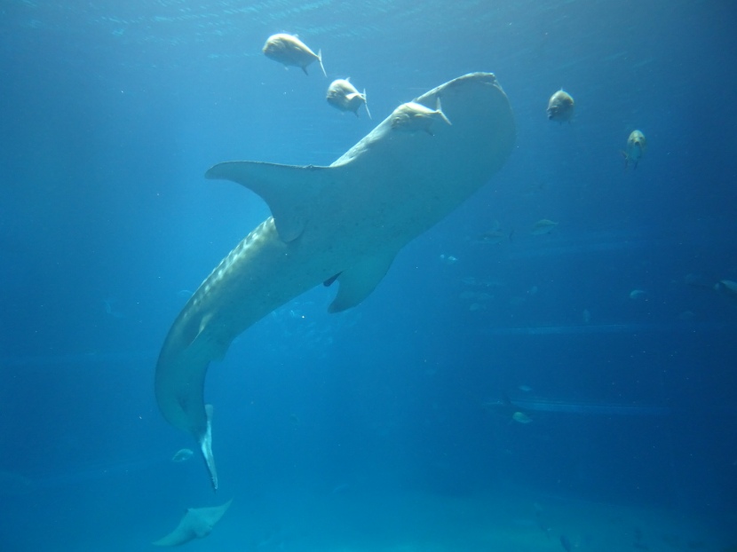 大学生の頃から好きになり、国内の水族館は制覇するほど。水玉模様が可愛くてたまりません。大阪にある海遊館がオススメです。