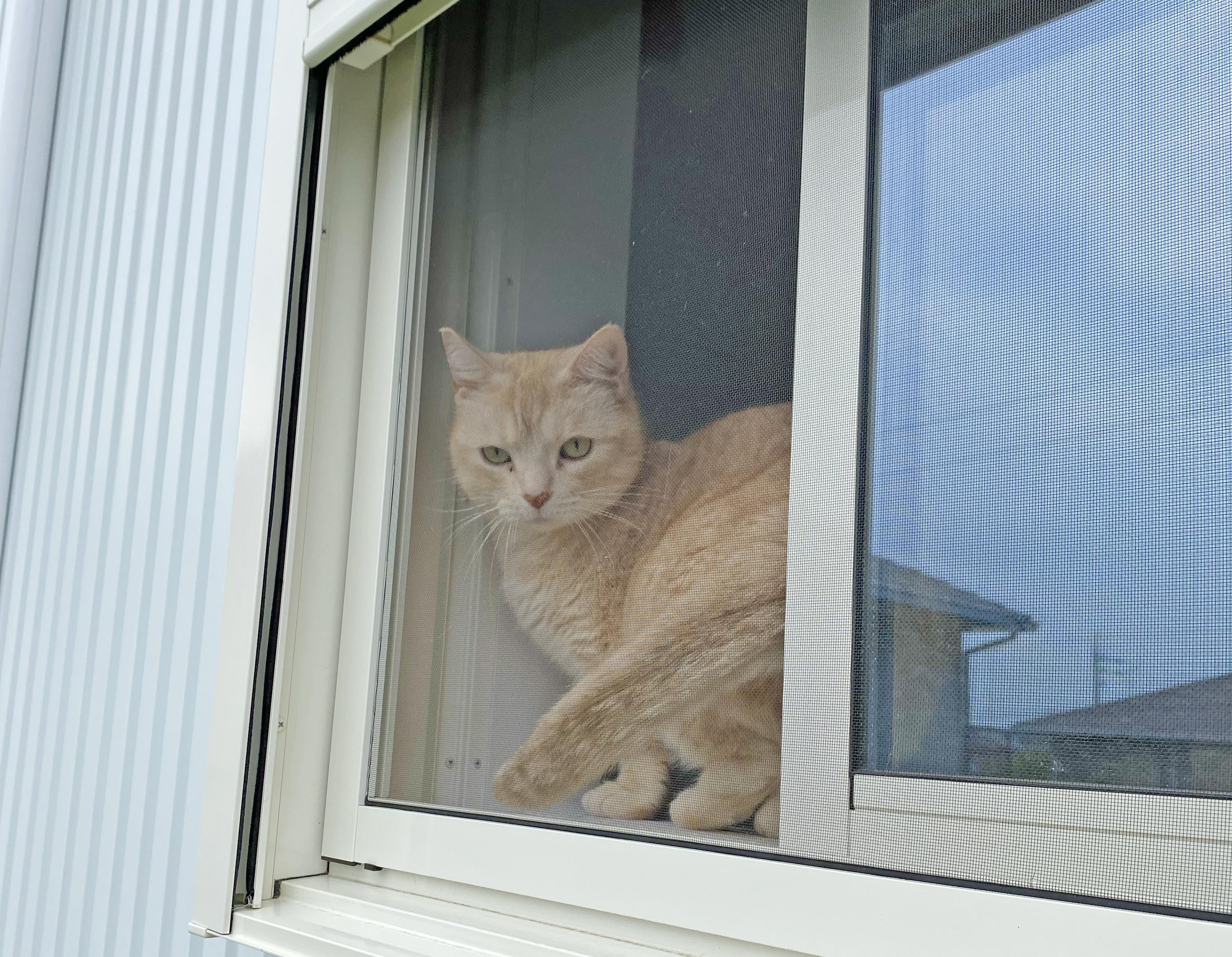 ペットと暮らす家づくり。快適な住まいのポイントとアイデアを紹介