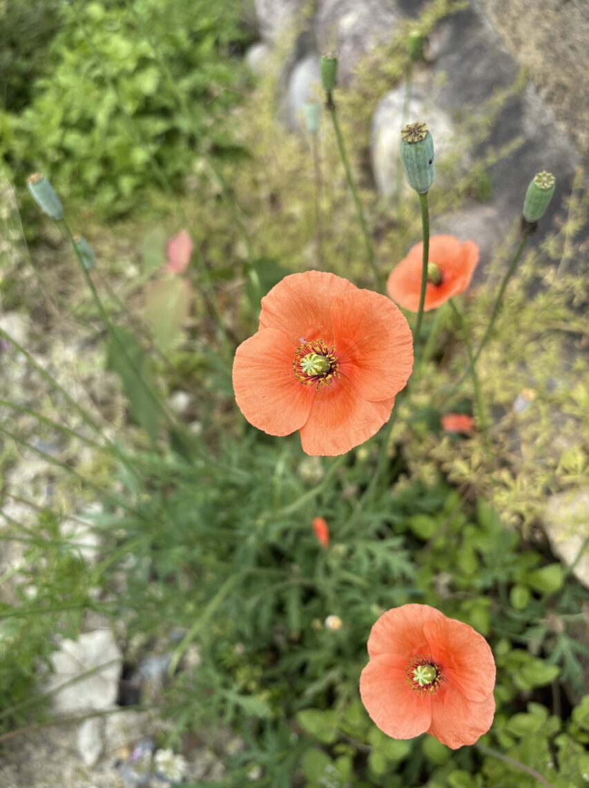 ナガミヒナゲシ🌼