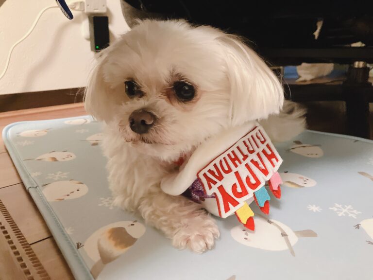 誕生日パーティー