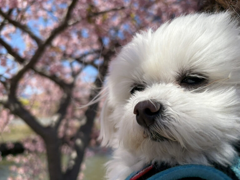 笠松町河津サクラ