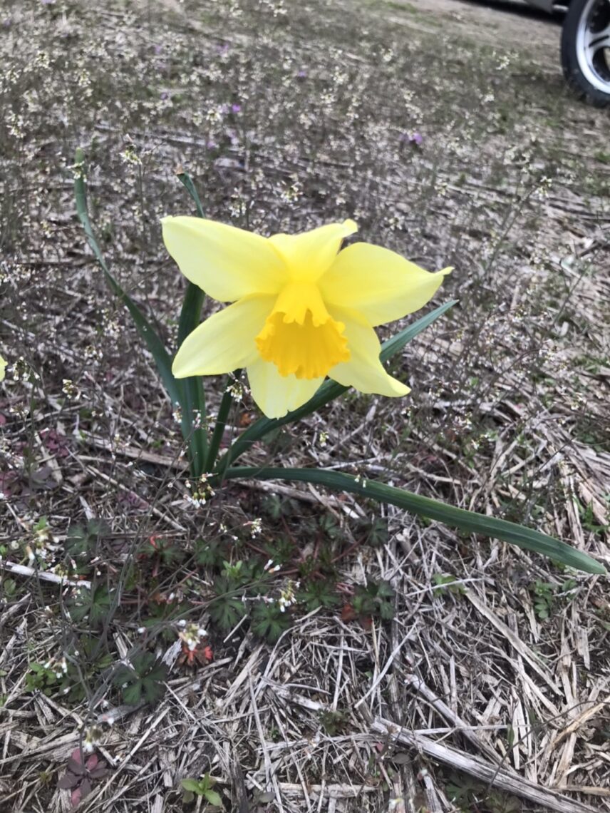 スイセン（水仙）🌼