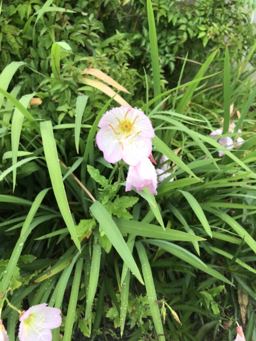 ヒルザキツキミソウ🌺
