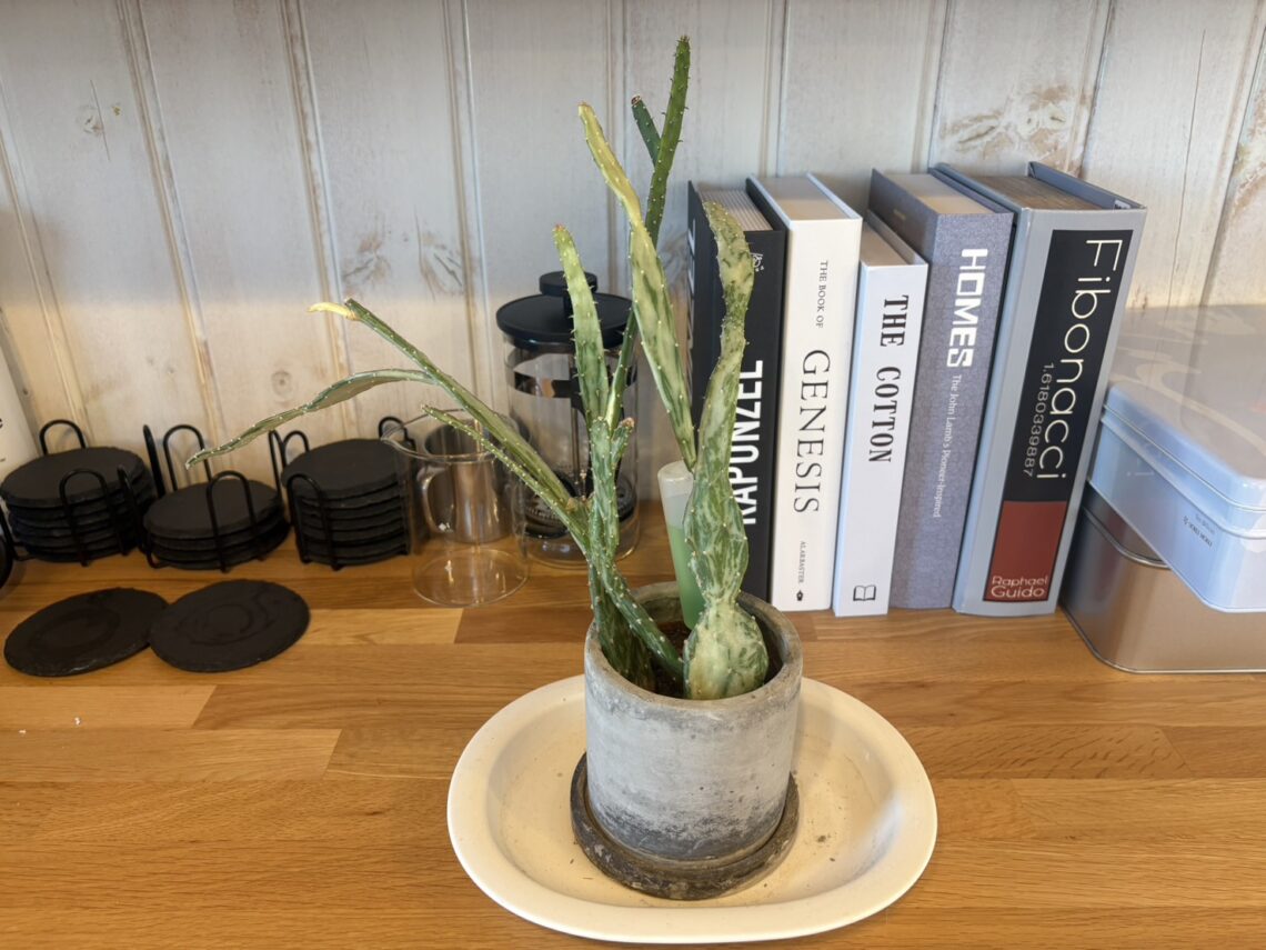事務所のサボテン🌵